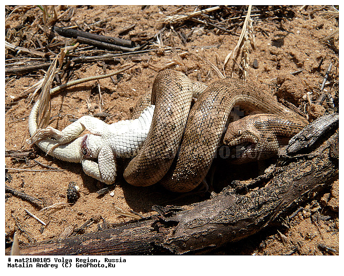 ������������ ���, ������ ��������, �����������, ���. ������, ��������, ��������, ��������������, ��������������, ��������, ��������, ����, ����, XYZ, ����������, ������������� ����, Boidae, �������� �������, Eryx miliaris