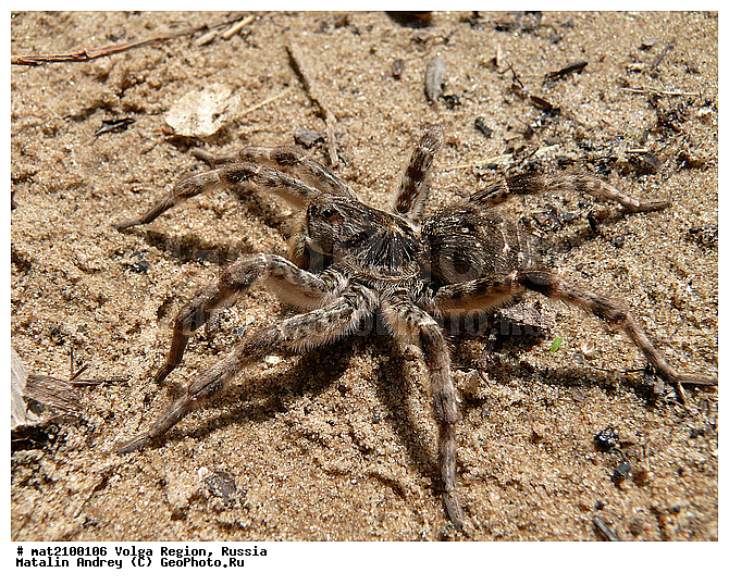 1770), Lycosa singoriensis (Laxmann, �@�������p���p�~���{�p�� ���q�|, �N�y�w�~�u�u �P���r���|�w���u, �q�u�������x�r���~�����~���u, �w�y�r�����~���u, ���p���{�y, ���p���{�y-�r���|�{�y, ���p���{�����q���p�x�~���u, ������. �D�����p�~�s, ���|�u�~�y�������~���s�y�u, ���w�~�����������{�y�z ���p���p�~�����|