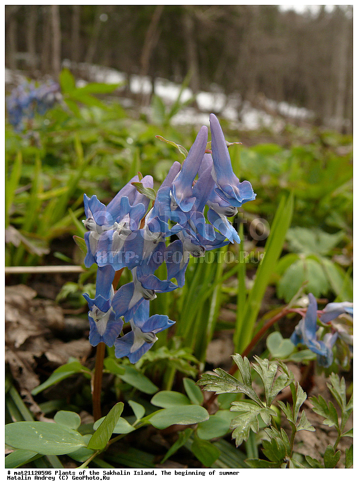 �������, ����-���������, �������� ������������, Corydalis ambigua Cham. et Schlecht., ������, ������� ������, ������ ��������, �����, ���������� ��������, ������������ ��������, ������������ ��������, ������, �����, XYZ, ����������, Fumariaceae, �������, Papaveraceae, �������� ������������, �������� ����������, ����� ���������, Corydalis ambigua, Pistolochia ambigua