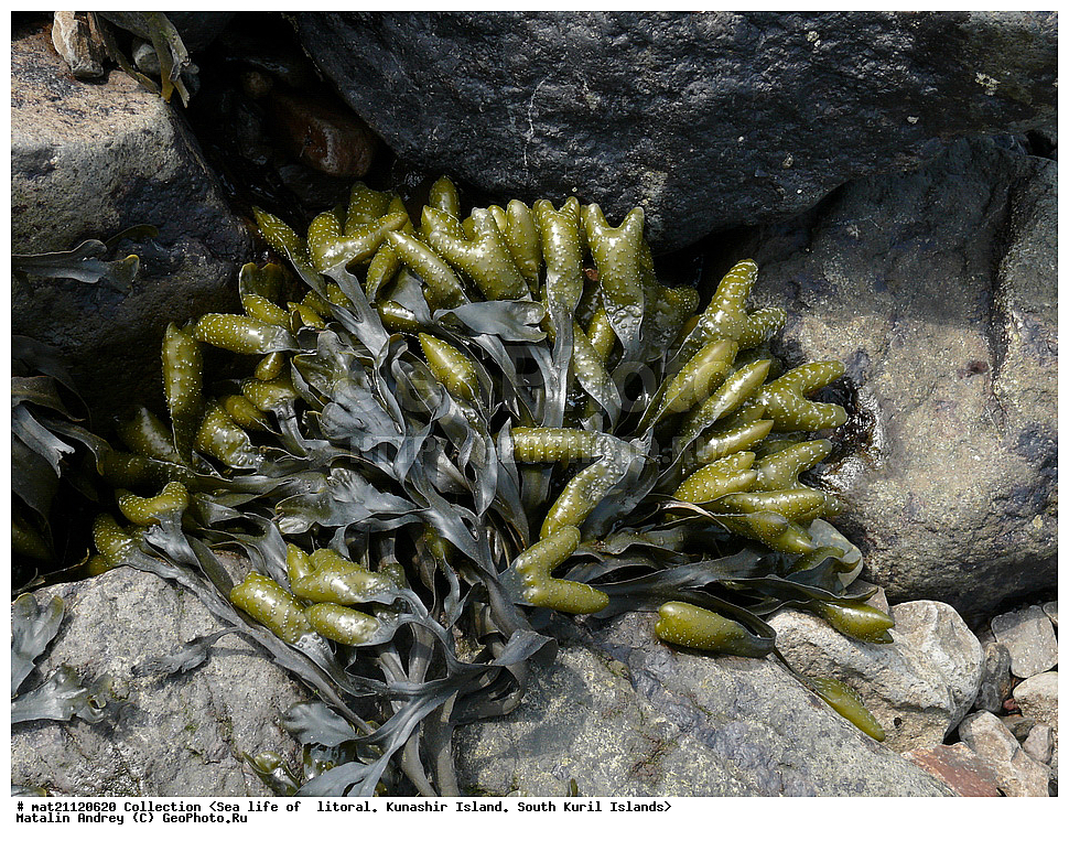  ������, ����� ������, �������, ����-��������, ����, �������, ����, ��������, ������� ��������, ����� ����, �����, Fucus