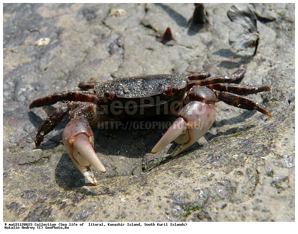  ������, ����� ������, �������, ����, �������, ����, ��������, ������� ��������, ����� ����, 