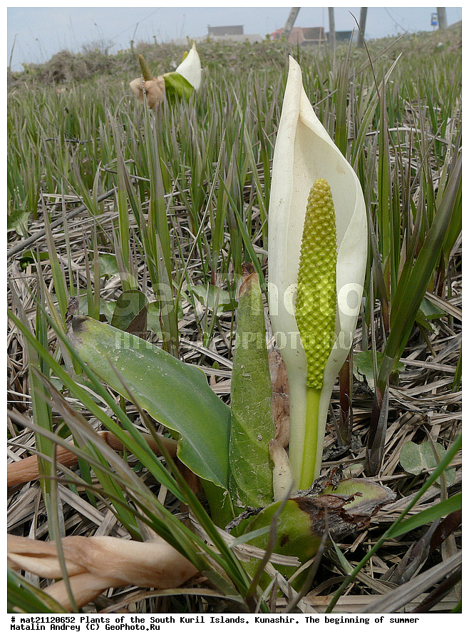 ��������, ������, ���������� �������, �������, ����� ������, �����, , ������ ��������, �����, ���������� ��������, ������������ ��������, ������������ ��������, ������, �����, XYZ, ��������, �����������, Araceae, ���������������� ����������, ��������� ����������, Lysichiton camtschatcense