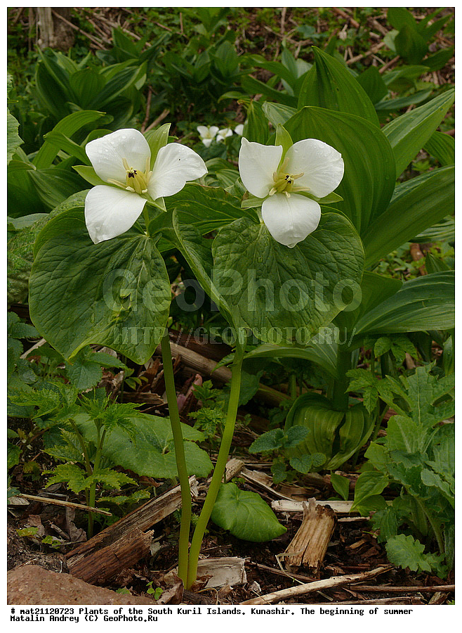 ��������, ������, ���������� �������, �������, ����� ������, �����, , ������ ��������, �����, ���������� ��������, ������������ ��������, ������������ ��������, ������, �����, XYZ, ������������, ����������, Trilliaceae, �����������, Melanthiaceae, �������� ����������, �������� ������������, Trillium camschatcense, Trillium kamtschaticum, Trillium Trillium kamtschatikum, Trillium pallasii, Trillium erectum var. japonicum, Trillium obovatum, Trillium rhombifolium