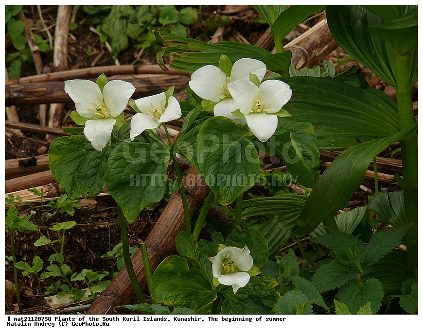 ��������, ������, ���������� �������, �������, ����� ������, �����, , ������ ��������, �����, ���������� ��������, ������������ ��������, ������������ ��������, ������, �����, XYZ, ������������, ����������, Trilliaceae, �����������, Melanthiaceae, �������� ����������, �������� ������������, Trillium camschatcense, Trillium kamtschaticum, Trillium Trillium kamtschatikum, Trillium pallasii, Trillium erectum var. japonicum, Trillium obovatum, Trillium rhombifolium