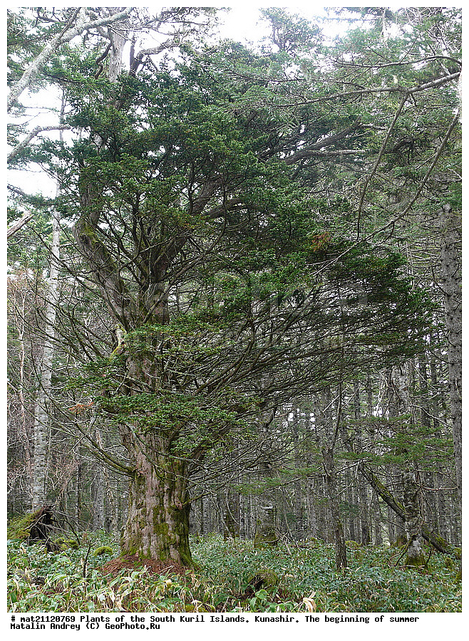 ��������, ������, ���������� �������, �������, ����� ������, �����, , ������ ��������, �����, ���������� ��������, ������������ ��������, ������������ ��������, XYZ, �������, Taxaceae, ��� �������������, Taxus cuspidata