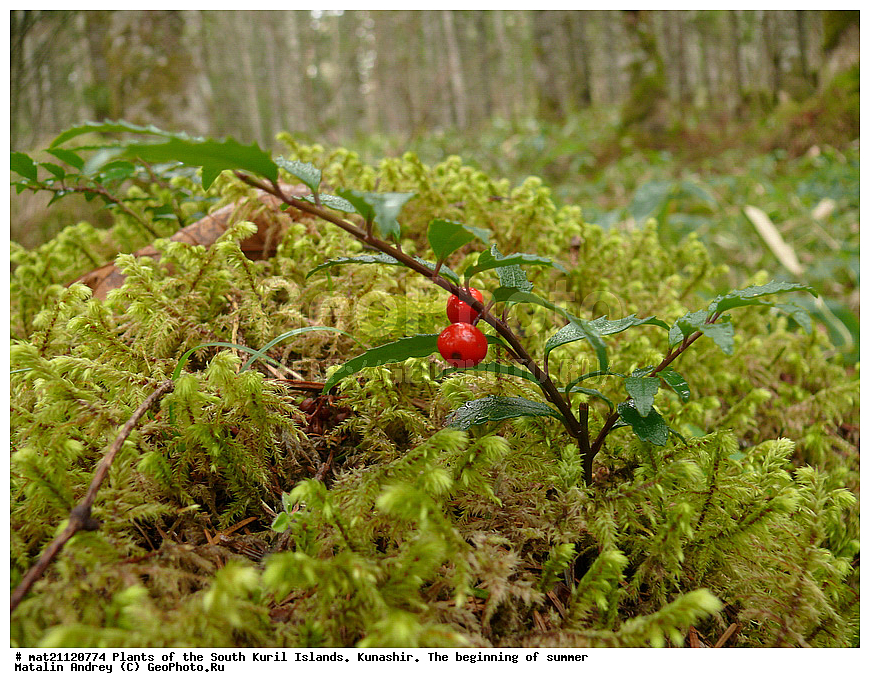 ��������, ������, ���������� �������, �������, ����� ������, �����, ������ ��������, �����, ���������� ��������, ������������ ��������, ������������ ��������, ������, �����, XYZ, ���������, Aquifoliaceae, ����� �����������, Ilex rugosa