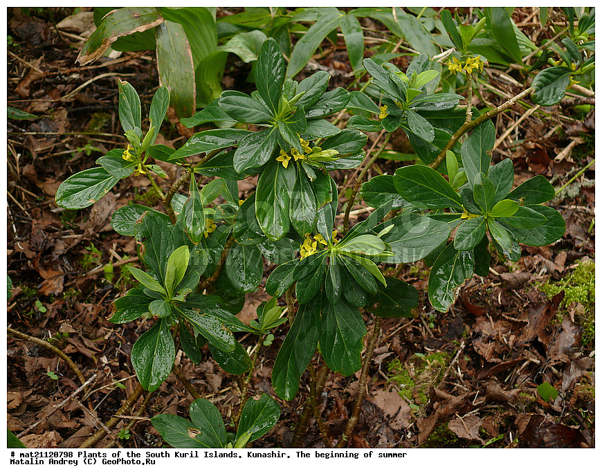 ��������, ������, ���������� �������, �������, ����� ������, �����, , ������ ��������, �����, ���������� ��������, ������������ ��������, ������������ ��������, ������, �����, XYZ, �����������, ����������������, Thymelaeaceae, ������������ �������, ������� �������, ������� �����������, Daphne jezoensis, Daphne kamtschatica