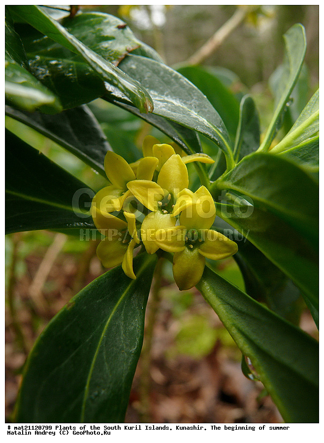 ��������, ������, ���������� �������, �������, ����� ������, �����, , ������ ��������, �����, ���������� ��������, ������������ ��������, ������������ ��������, ������, �����, XYZ, �����������, ����������������, Thymelaeaceae, ������������ �������, ������� �������, ������� �����������, Daphne jezoensis, Daphne kamtschatica