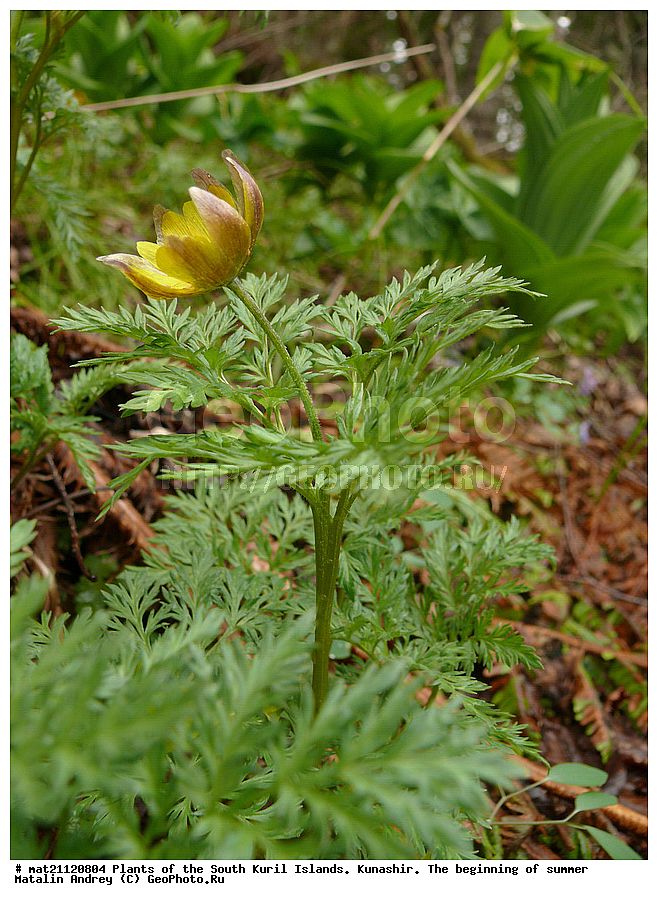 ��������, ������, ���������� �������, �������, ����� ������, �����, , ������ ��������, �����, ���������� ��������, ������������ ��������, ������������ ��������, ������, �����, XYZ, ���������, Ranunculaceae, ������ ���������, ��������� ���������, Adonis ramosa, Adonanthe ramosa, Chrysocyathus ramosus