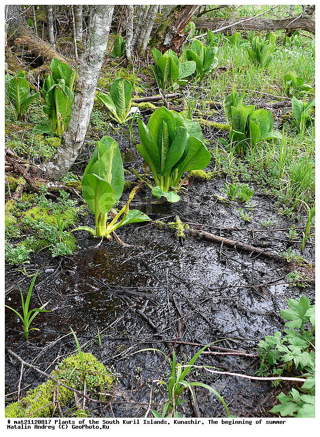 ��������, ������, ���������� �������, �������, ����� ������, �����, , ������ ��������, �����, ���������� ��������, ������������ ��������, ������������ ��������, ������, �����, XYZ, ��������, �����������, Araceae, ���������������� ����������, ��������� ����������, Lysichiton camtschatcense