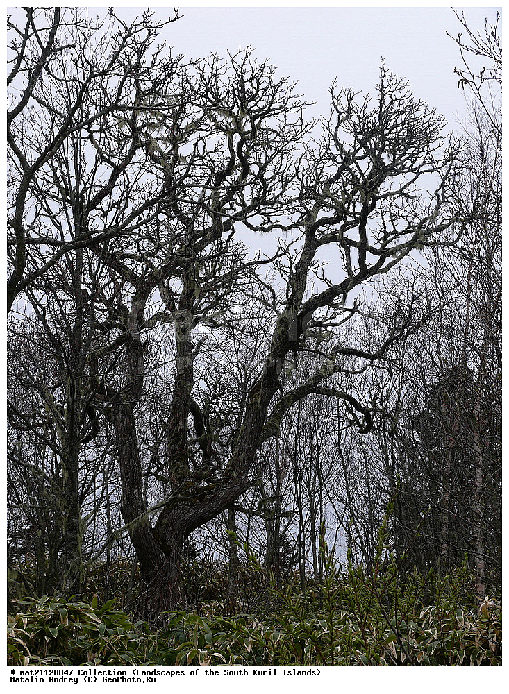 ������, ����� ������, �������, ����, �������, ��������, ������ ��������, �����, ���������� ��������, ������������ ��������, ������������ ��������, ������, �����, XYZ, ���������, Araliaceae, ���������� �������������, ���������, ����� ����, ׸����� ������, Kalopanax septemlobus, Kalopanax pictus