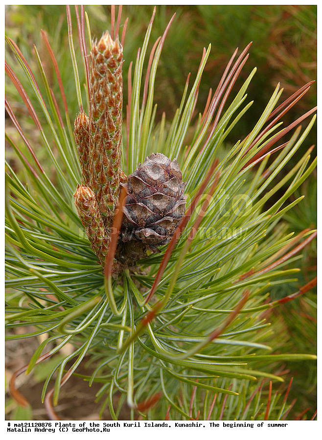 ��������, ������, ���������� �������, �������, ����� ������, �����, , ������ ��������, �����, ���������� ��������, ������������ ��������, ������������ ��������, XYZ, ��������, Pinaceae, ����� ������, ���������� ����, �������� ����� �����������, ���������, �������� �������, ����� ����������, ����� �����������, ����� �����������, Pinus pumila