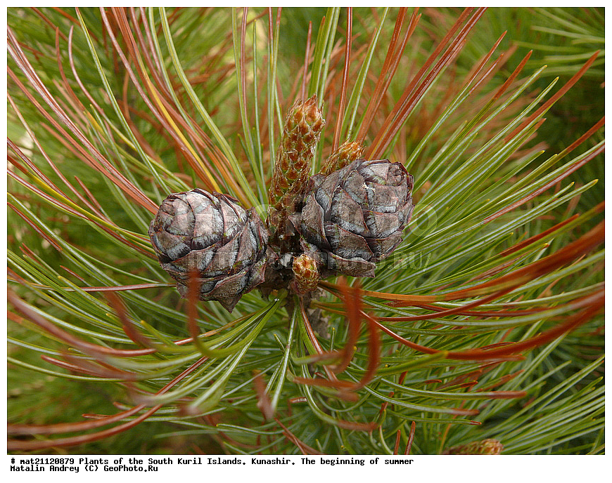 ��������, ������, ���������� �������, �������, ����� ������, �����, , ������ ��������, �����, ���������� ��������, ������������ ��������, ������������ ��������, XYZ, ��������, Pinaceae, ����� ������, ���������� ����, �������� ����� �����������, ���������, �������� �������, ����� ����������, ����� �����������, ����� �����������, Pinus pumila