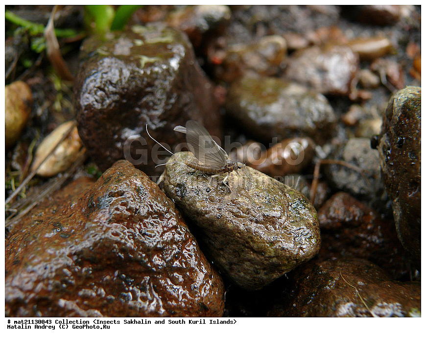 ���������, �������������, ������, ����� ������, �������, ����, �������, ���������������, ��������������, �������������, ��������������