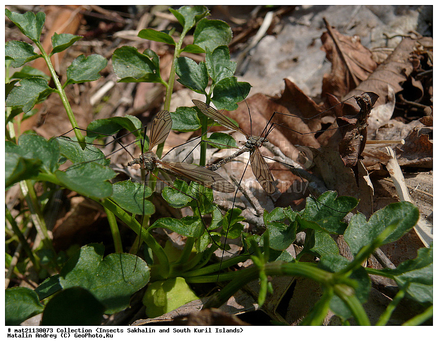 ���������, �������������, ������, ����� ������, �������, ����, �������, ���������������, ��������������, �������������, ��������������