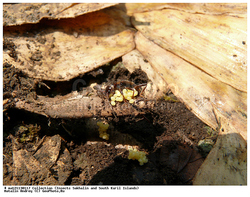 ���������, �������������, ������, ����� ������, �������, ����, �������, ���������������, ��������������, �������������, ��������������