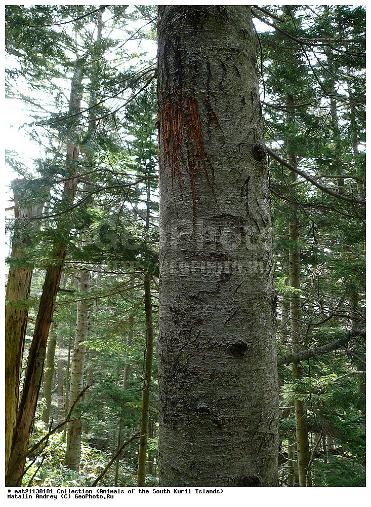 ������, ����� ������, �������, ����, �������, ��������, ������ ��������, �����, ���������� ��������, ������������ ��������, ������������ ��������, XYZ, ��������, Pinaceae, ��� �����, ��� �����������, Picea glehnii, ��������, ��������, �������������, �������������, �����, �����, �������, ������, ��������, Ursidae, ����� �������, ������������ �������, Ursus arctos