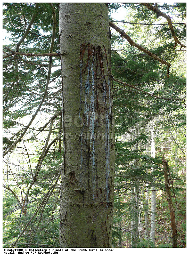 ������, ����� ������, �������, ����, �������, ��������, ������ ��������, �����, ���������� ��������, ������������ ��������, ������������ ��������, XYZ, ��������, Pinaceae, ��� �����, ��� �����������, Picea glehnii, ��������, ��������, �������������, �������������, �����, �����, �������, ������, ��������, Ursidae, ����� �������, ������������ �������, Ursus arctos