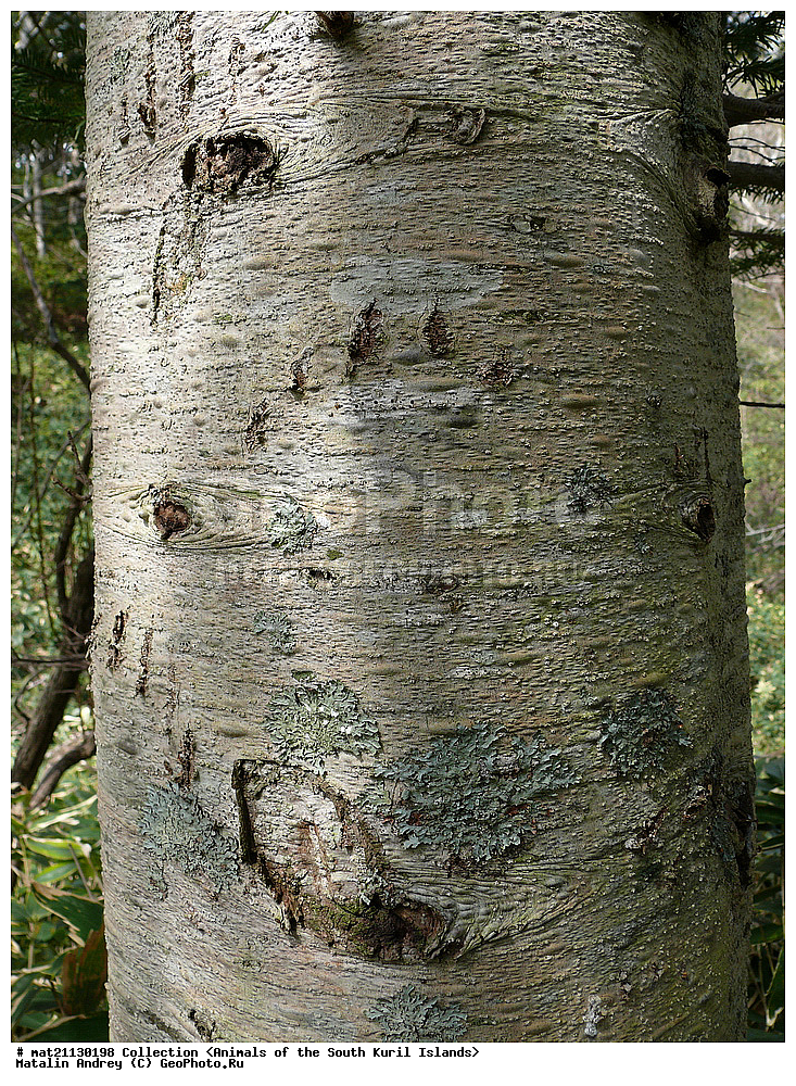 ������, ����� ������, �������, ����, �������, ��������, ������ ��������, �����, ���������� ��������, ������������ ��������, ������������ ��������, XYZ, ��������, Pinaceae, ��� �����, ��� �����������, Picea glehnii,��������, ��������, �������������, �������������, �����, �����, �������, ������, ��������, Ursidae, ����� �������, ������������ �������, Ursus arctos