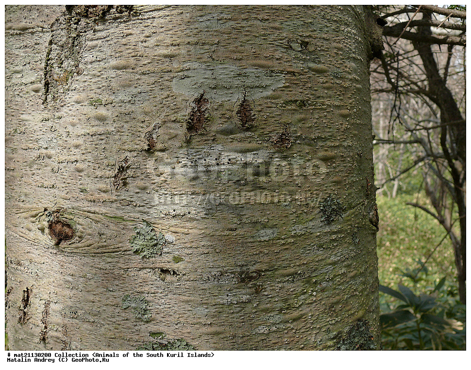 ������, ����� ������, �������, ����, �������, ��������, ������ ��������, �����, ���������� ��������, ������������ ��������, ������������ ��������, XYZ, ��������, Pinaceae, ��� �����, ��� �����������, Picea glehnii,��������, ��������, �������������, �������������, �����, �����, �������, ������, ��������, Ursidae, ����� �������, ������������ �������, Ursus arctos