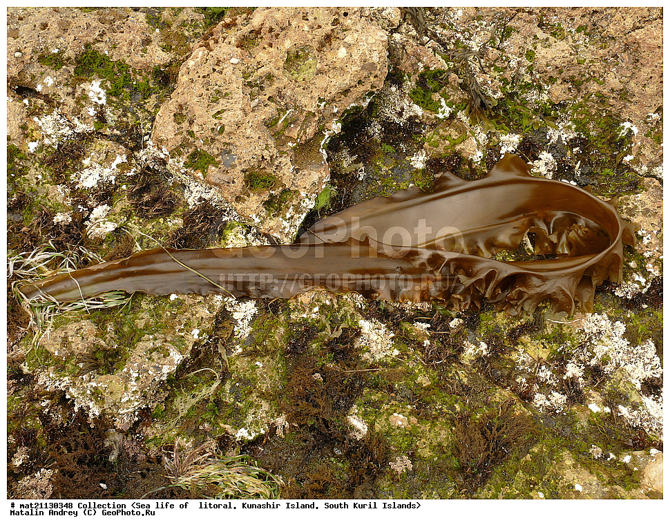  ������, ����� ������, �������, ����, �������, ����, ��������, ������� ��������, ����� ����, 