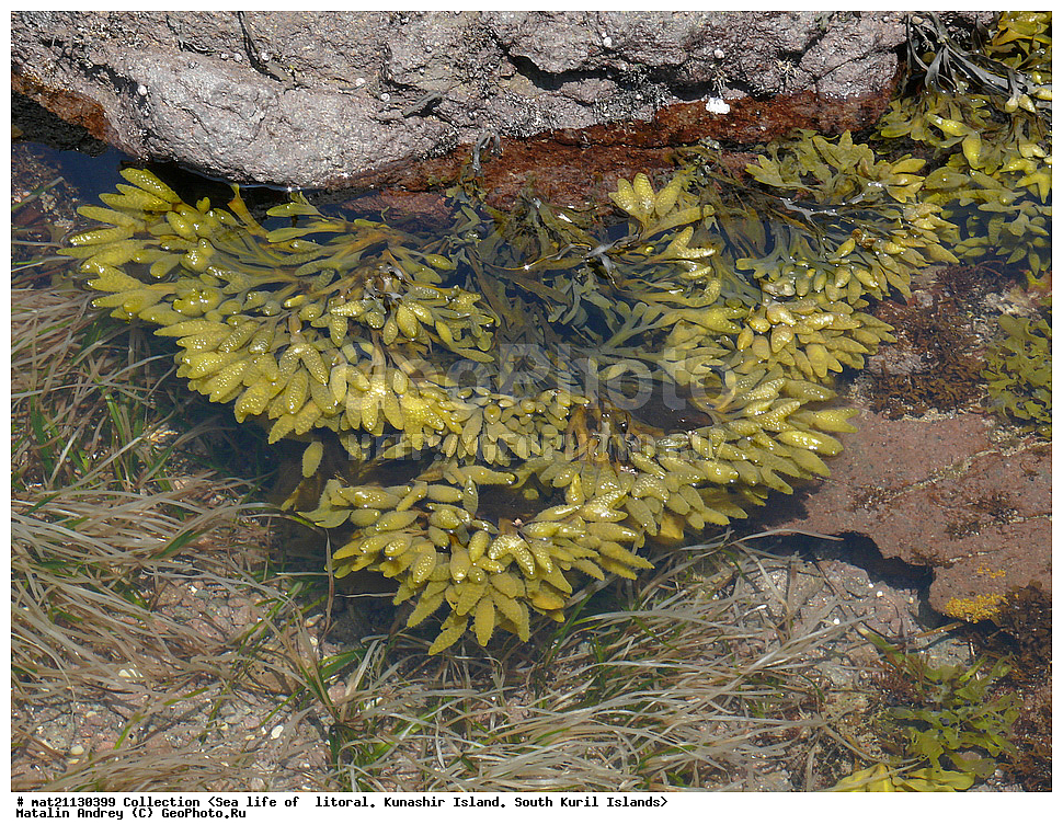  ������, ����� ������, �������, ����, �������, ����, ��������, ������� ��������, ����� ����, 