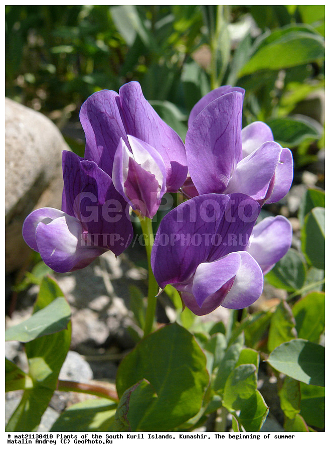 ��������, ������, ���������� �������, �������, ����� ������, �����, ������ ��������, �����, ���������� ��������, ������������ ��������, ������������ ��������, ������, �����, XYZ, �������, �����������, Fabaceae, Fabaceae, Leguminosae, Papilionaceae, ���� ��������, Lathyrus japonicus, ������� �����