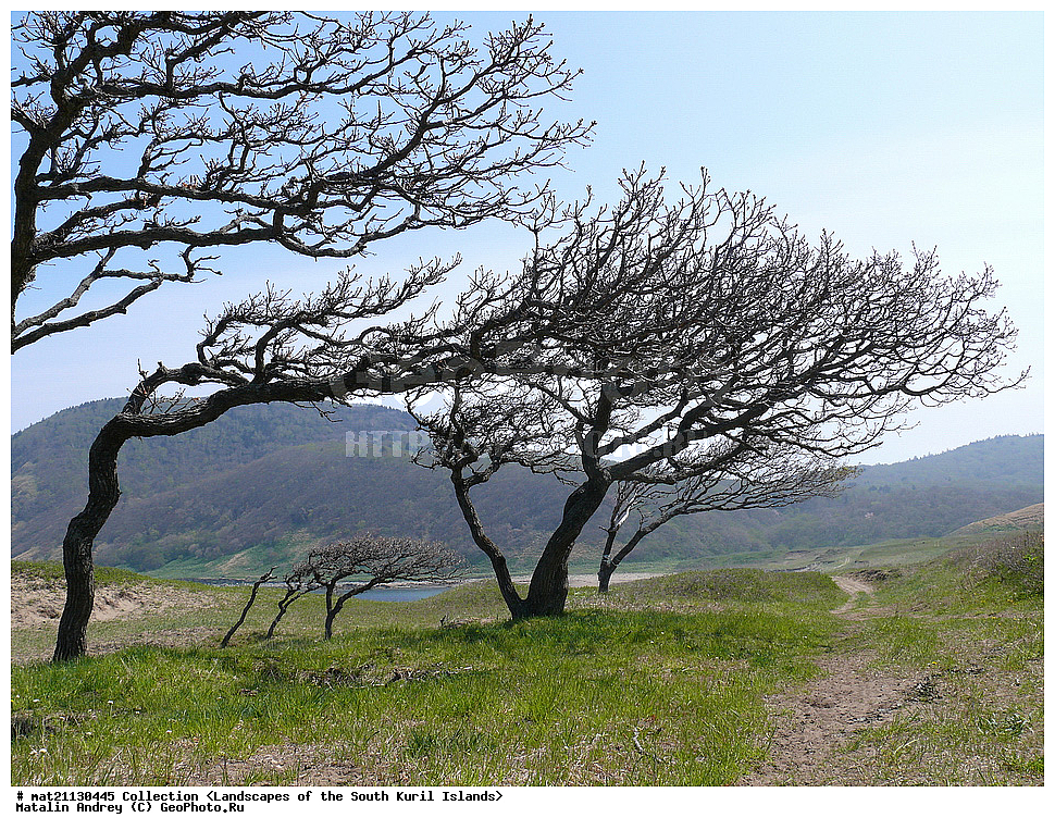 ������, ����� ������, �������, ����, �������, ��������, ������ ��������, �����, ���������� ��������, ������������ ��������, ������������ ��������, ������, �����, XYZ, �������, Fagaceae, ��� ��������, Quercus dentate, Quercus obovata