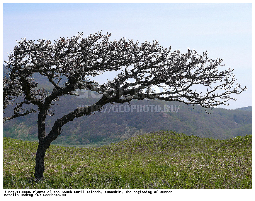 ��������, ������, ���������� �������, �������, ����� ������, �����, , ������ ��������, �����, ���������� ��������, ������������ ��������, ������������ ��������, ������, �����, XYZ, �������, Fagaceae, ��� ��������, Quercus dentate, Quercus obovata