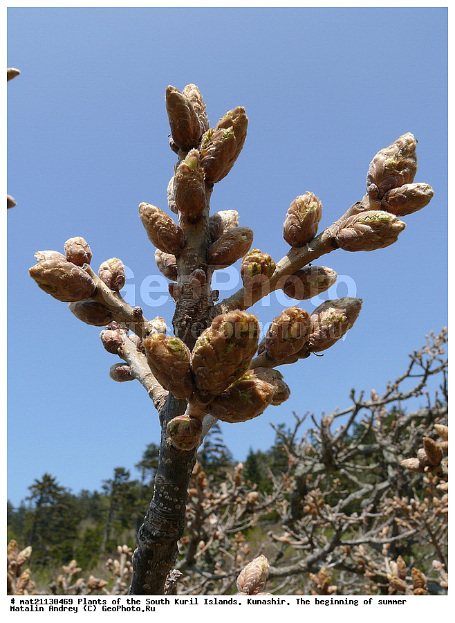 ��������, ������, ���������� �������, �������, ����� ������, �����, , ������ ��������, �����, ���������� ��������, ������������ ��������, ������������ ��������, ������, �����, XYZ, �������, Fagaceae, ��� ��������, Quercus dentate, Quercus obovata