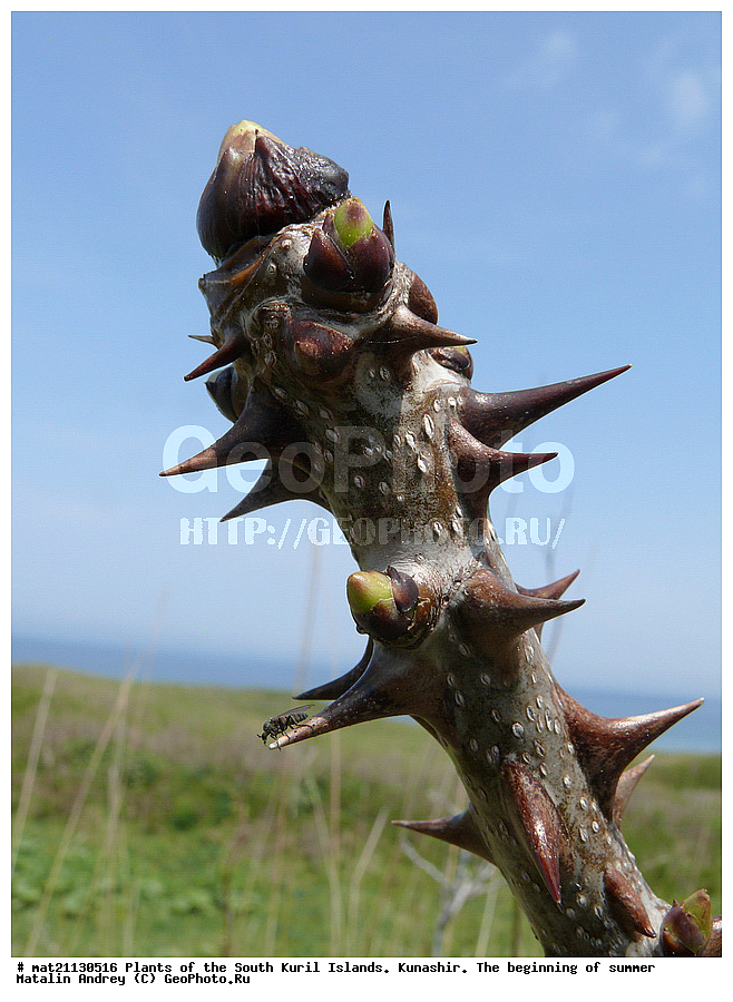 ��������, ������, ���������� �������, �������, ����� ������, �����, , ������ ��������, �����, ���������� ��������, ������������ ��������, ������������ ��������, ������, �����, XYZ, ���������, Araliaceae, ���������� �������������, ���������, ����� ����, ׸����� ������, Kalopanax septemlobus, Kalopanax pictus