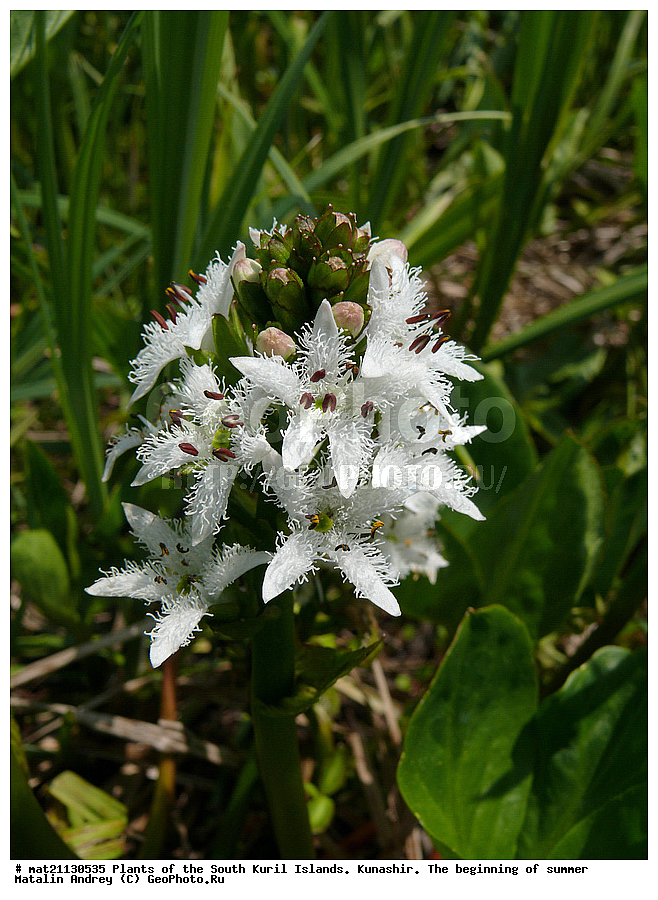 ��������, ������, ���������� �������, �������, ����� ������, �����, , ������ ��������, �����, ���������� ��������, ������������ ��������, ������������ ��������, ������, �����, XYZ, ��������, Menyanthaceae, ����� ����������, ����� �����������, ������� ����������, �������, Menyanthes trifoliata