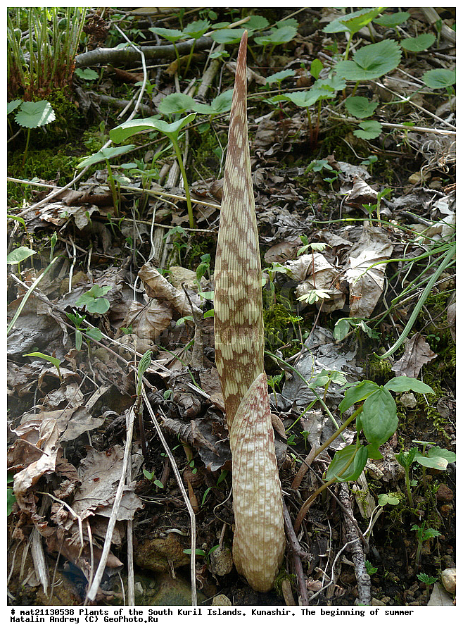 ��������, ������, ���������� �������, �������, ����� ������, �����, , ������ ��������, �����, ���������� ��������, ������������ ��������, ������������ ��������, ������, �����, XYZ, ��������, �����������, Araceae, �������������� �������������, ������� �������������, Arisaema peninsulae