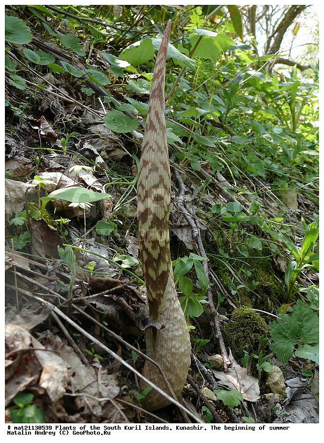 ��������, ������, ���������� �������, �������, ����� ������, �����, , ������ ��������, �����, ���������� ��������, ������������ ��������, ������������ ��������, ������, �����, XYZ, ��������, �����������, Araceae, �������������� �������������, ������� �������������, Arisaema peninsulae