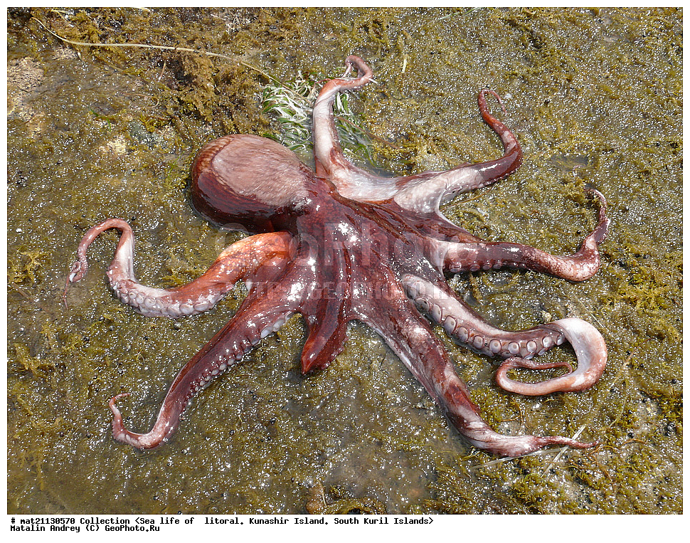  ������, ����� ������, �������, ����, �������, ����, ��������, ������� ��������, ����� ����, 