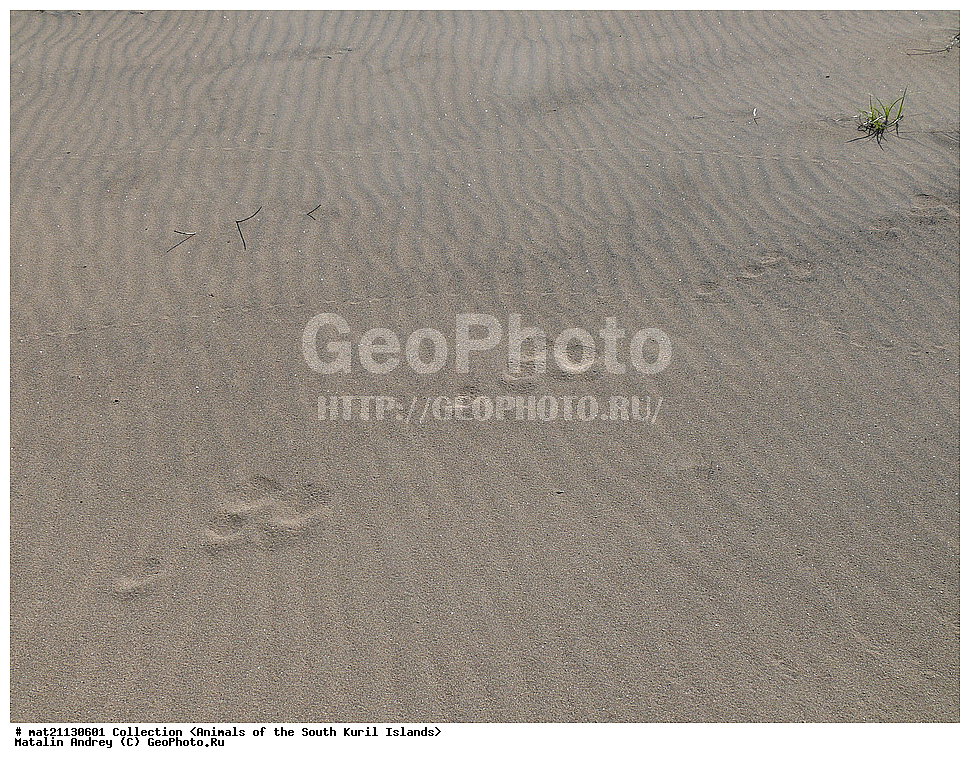 ������, ����� ������, �������, ����, �������, ��������