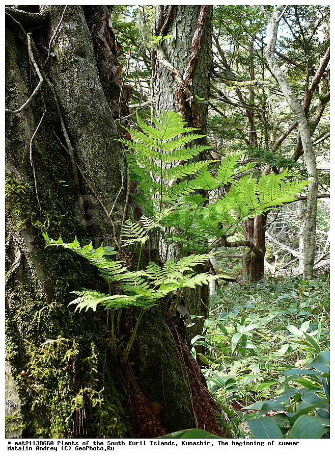 ��������, ������, ���������� �������, �������, ����� ������, �����, , ������ ��������, �����, ���������� ��������, ������������ ��������, ������������ ��������, XYZ, �������, Taxaceae, ��� �������������, Taxus cuspidata