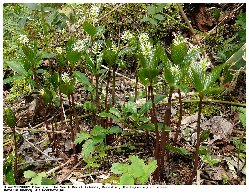 ��������, ������, ���������� �������, �������, ����� ������, �����, , ������ ��������, �����, ���������� ��������, ������������ ��������, ������������ ��������, ������, �����, XYZ, �����������, Chloranthaceae, ������� ��������, ���������� ��������, ��������� ��������, Chloranthus japonicus, Chloranthus mandshuricus