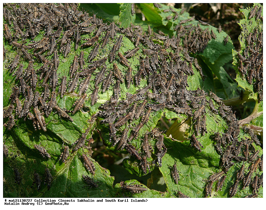 ���������, �������������, ������, ����� ������, �������, ����, �������, ���������������, ��������������, �������������, ��������������