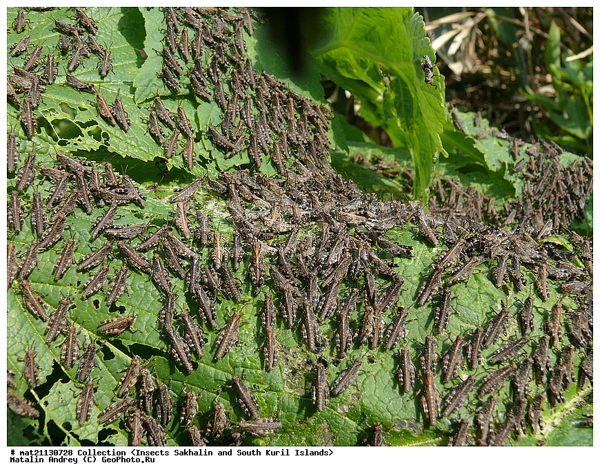 ���������, �������������, ������, ����� ������, �������, ����, �������, ���������������, ��������������, �������������, ��������������