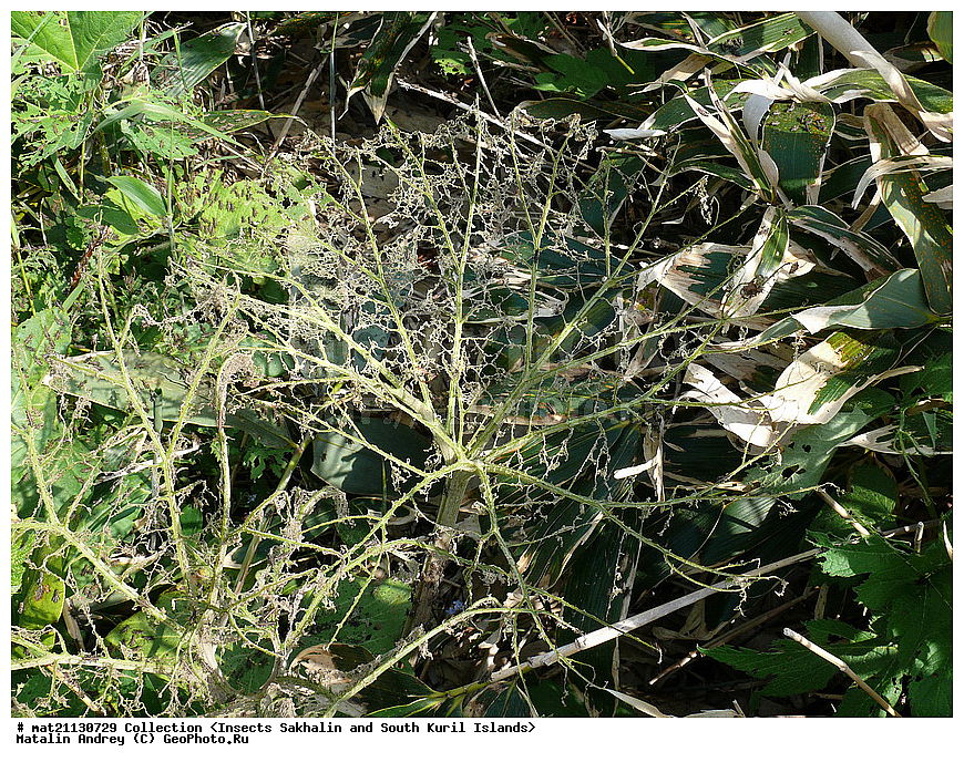 ���������, �������������, ������, ����� ������, �������, ����, �������, ���������������, ��������������, �������������, ��������������