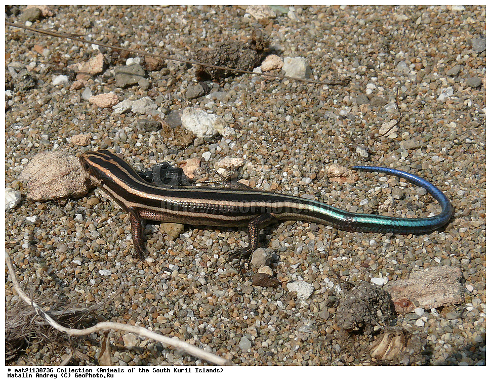 ������, ����� ������, �������, ����, �������, ��������