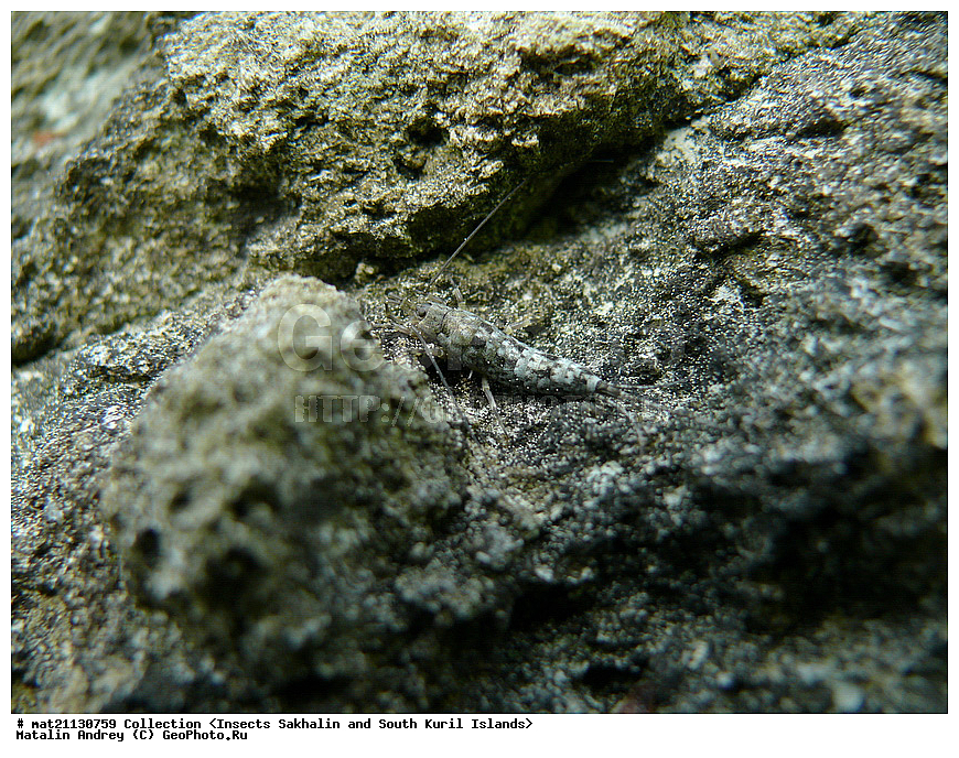 ���������, �������������, ������, ����� ������, �������, ����, �������, ���������������, ��������������, �������������, ��������������