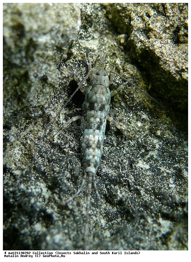 ���������, �������������, ������, ����� ������, �������, ����, �������, ���������������, ��������������, �������������, ��������������