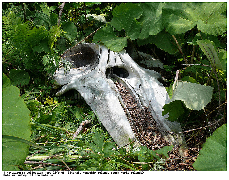  ������, ����� ������, �������, ����, �������, ����, ��������, ������� ��������, ����� ����, 