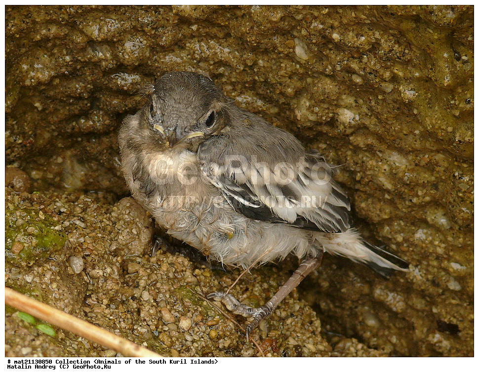 ������, ����� ������, �������, ����, �������, ��������