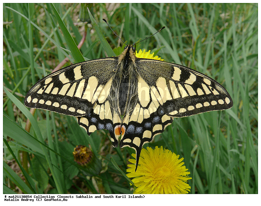 ���������, �������������, ������, ����� ������, �������, ����, �������, ���������������, ��������������, �������������, ��������������