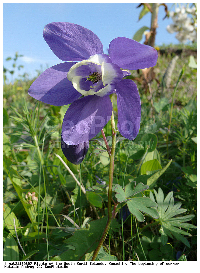 ��������, ������, ���������� �������, �������, ����� ������, �����, , ������ ��������, �����, ���������� ��������, ������������ ��������, ������������ ��������, ������, �����, XYZ, ���������, Ranunculaceae, �������� �������, �������� �����������, �������� ��������, Aquilegia flabellata