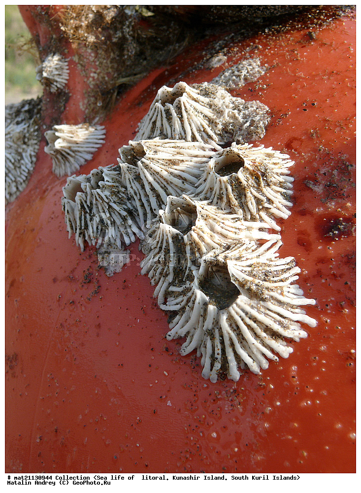  ������, ����� ������, �������, ����, �������, ����, ��������, ������� ��������, ����� ����, 