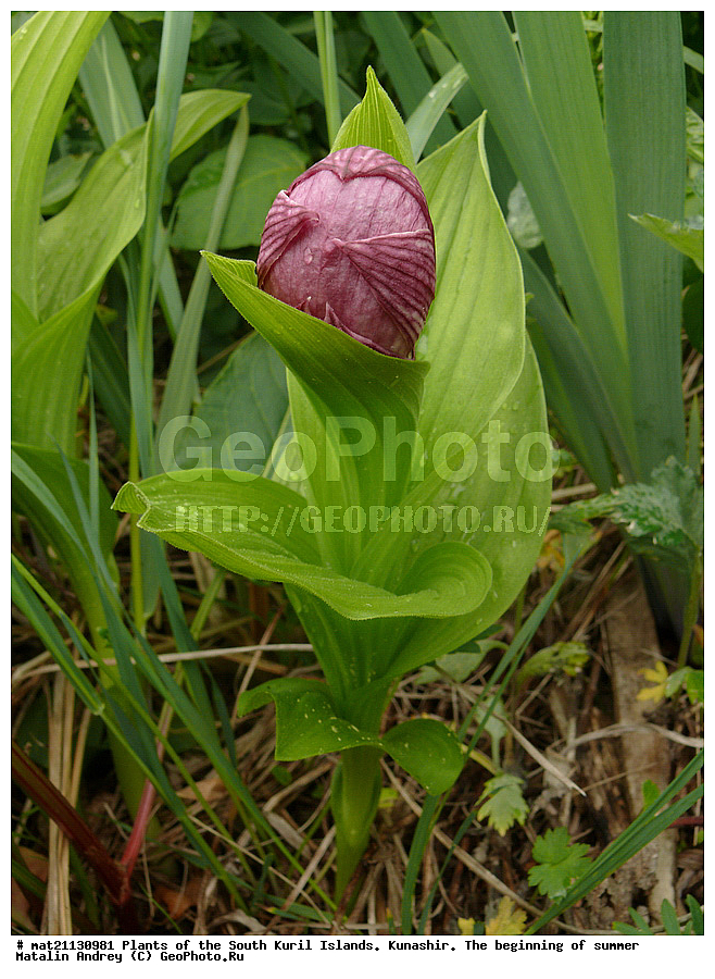 ��������, ������, ���������� �������, �������, ����� ������, �����, ������ ��������, �����, ���������� ��������, ������������ ��������, ������������ ��������, ������, �����, XYZ, ��������, ������������, �������, Orchidaceae, ������� �������� ���������������, �������� ���������������, �������� �������������, �������� ��������, ��������� ��������, ������� ����������, Cypripedium macranthon, Cypripedium macranthos, Cypripedium macranthum